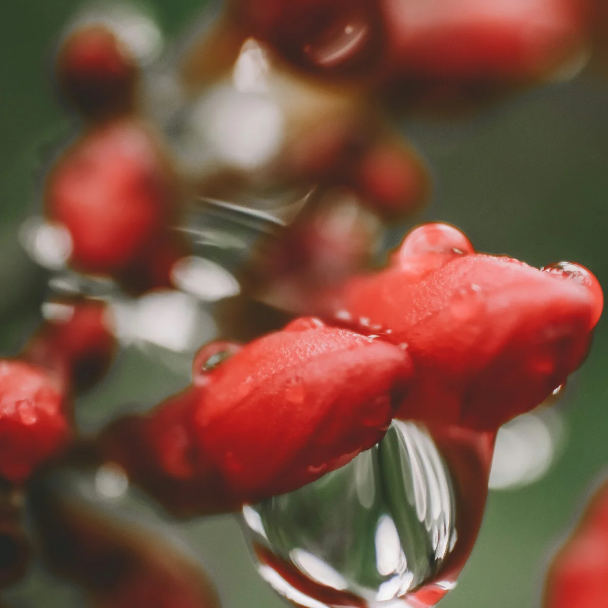 Fleurs rouges en boutons avec la rosée